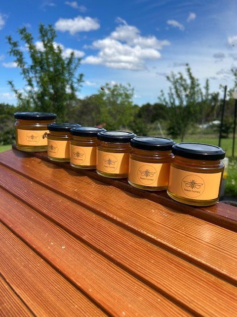 Feast Honey round jars lined up at the apiary